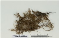 藏品(塔苔屬)的圖片